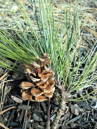 Close-up of pine cone