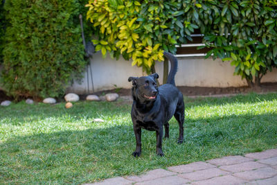 Portrait of a dog