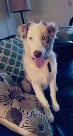 Close-up portrait of a dog