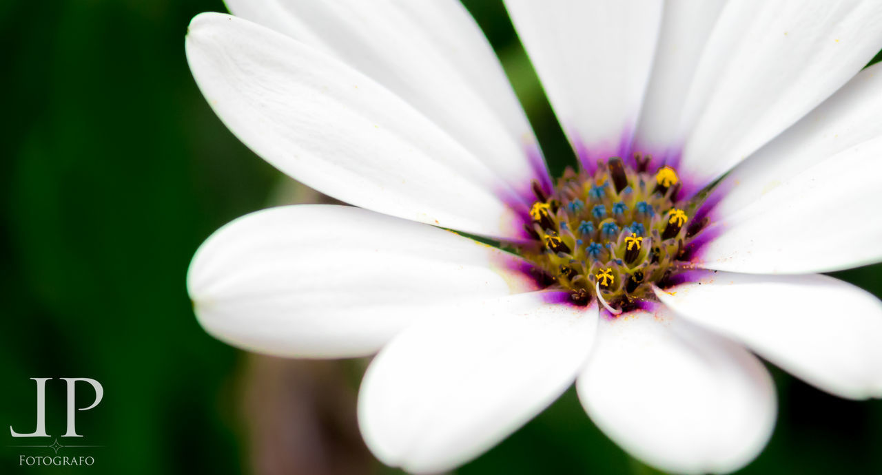 flowering plant, flower, vulnerability, fragility, inflorescence, freshness, petal, plant, flower head, close-up, growth, beauty in nature, white color, pollen, focus on foreground, no people, purple, day, nature, osteospermum, gazania