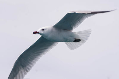 Low angle view of seagull flying against clear sky