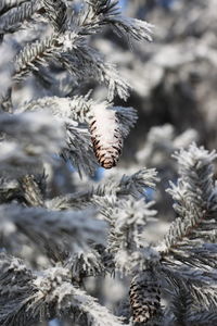 Close-up of frozen tree during winter