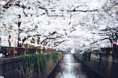 View of cherry blossom from canal