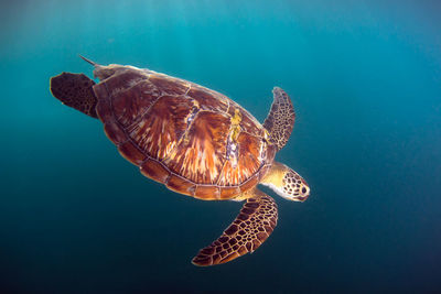 Close-up of turtle swimming in sea