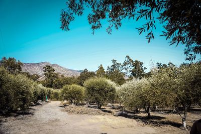 Olive trees