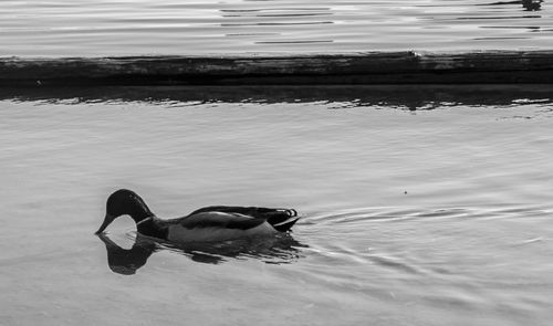 Duck swimming on lake