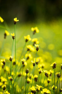 Close-up of yellow flowering plant on field