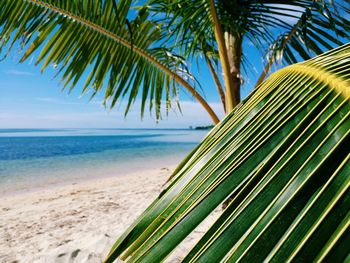 Close-up of palm tree at beach