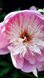 Close-up of pink flower