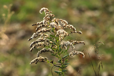 Close-up of plant