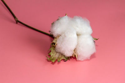 Close-up of fresh white pink flower