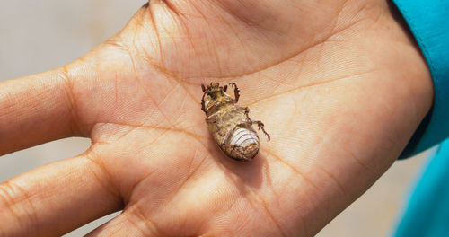 Close-up of human hand holding insect