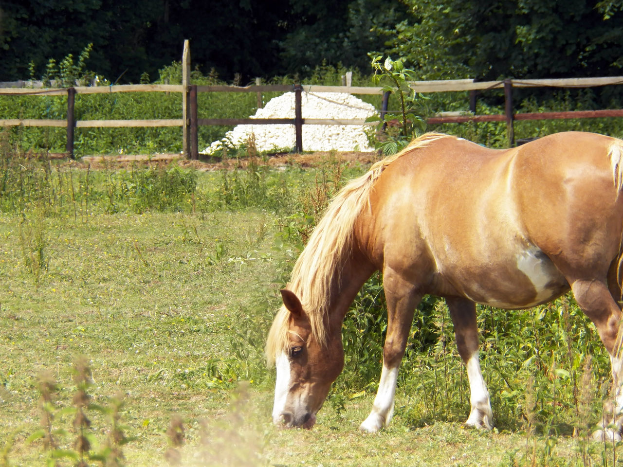 HORSE GRAZING ON FIELD