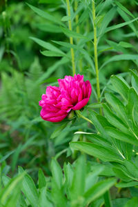 plant