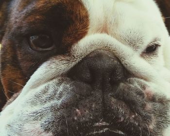 Close-up portrait of dog