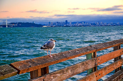 Seagull perching on wooden post