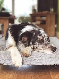 Close-up of dog resting on bed