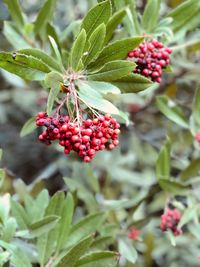 Close-up of cherries growing on plant