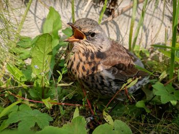 Bird perching on a field