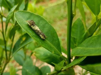 Close-up of insect on plant