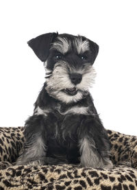 Close-up of a dog over white background