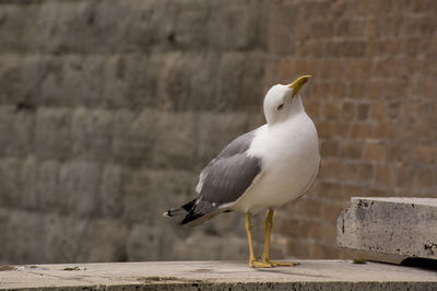 Seagull perching on wall