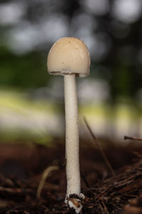 mushroom