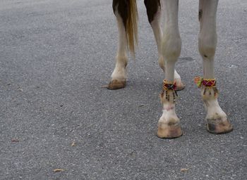 Low section of horse standing on road
