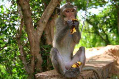 Portrait of monkey in forest