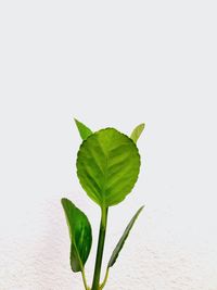 Close-up of leaves against white background