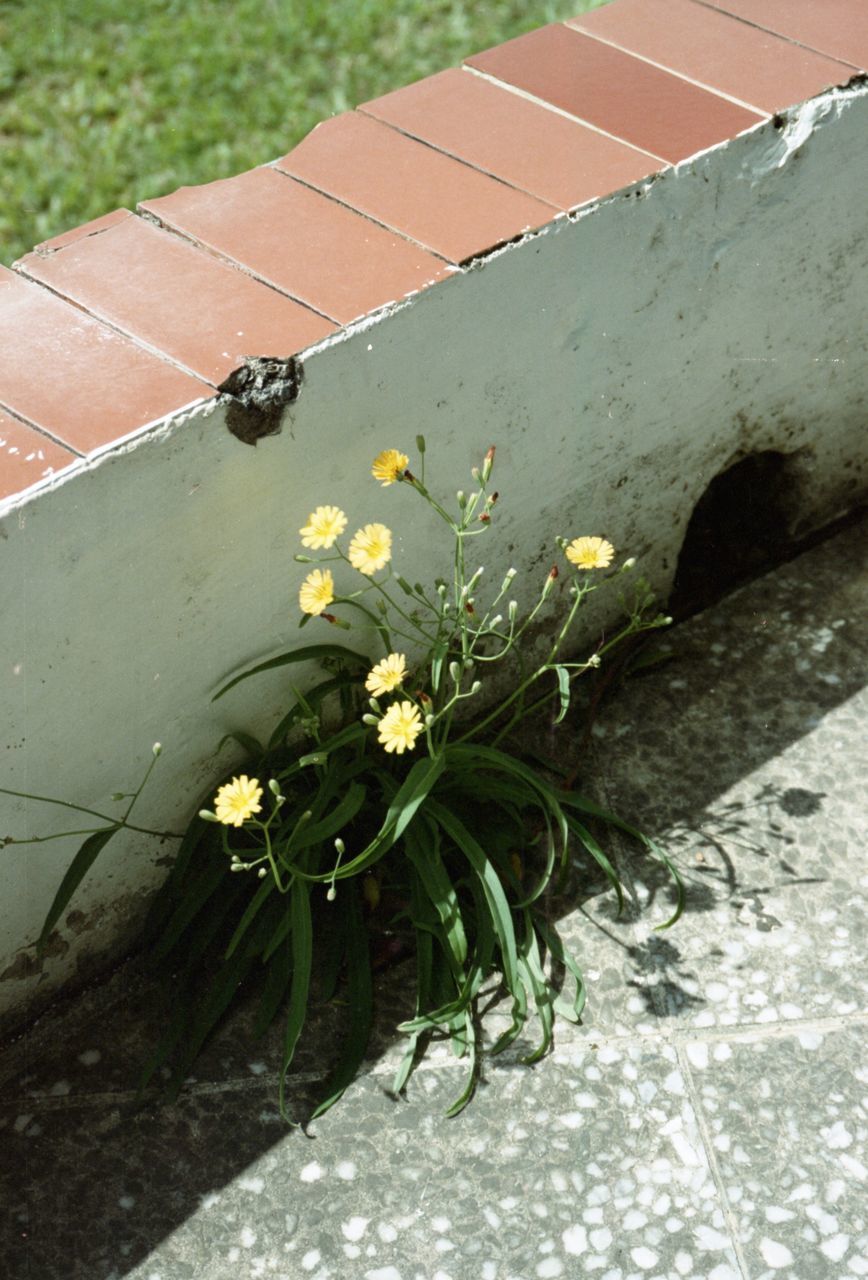 plant, flower, flowering plant, nature, green, high angle view, day, no people, outdoors, water, growth, architecture, yellow, freshness, beauty in nature, sunlight, grass, fragility, leaf