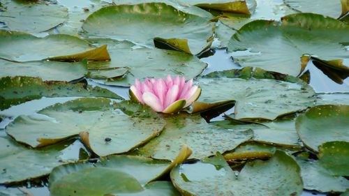 Close-up of lotus water lily in pond