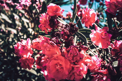 Close-up of pink flowering plant