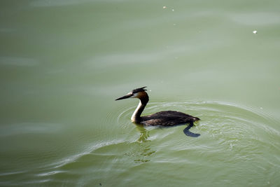 High angle view of duck swimming in lake