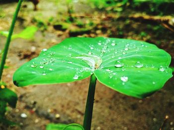 Close-up of raindrops on leaf