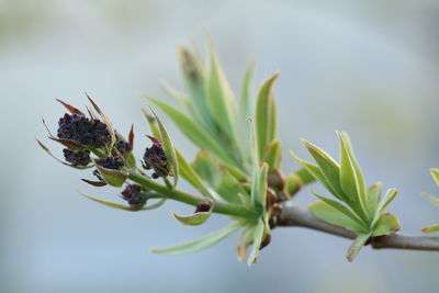 Close-up of flower plant