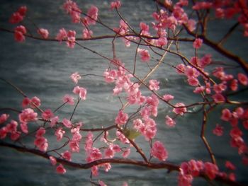 Close-up of pink cherry blossoms in spring