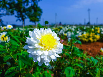 Close-up of white flowering plant against sky