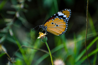 Close-up of butterfly pollinating on flower