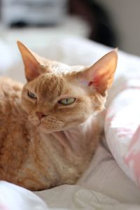 Close-up of cat lying on bed