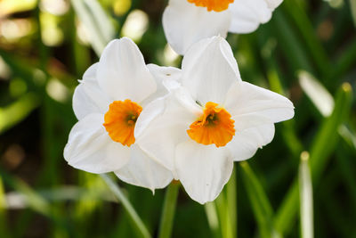 Close-up of white daffodil