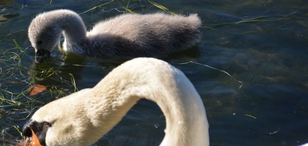 Close-up of swan swimming on lake