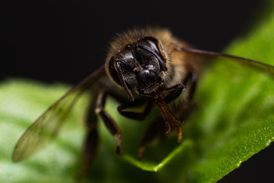 Close-up of bee on leaf