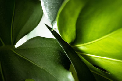 Close-up of green leaves