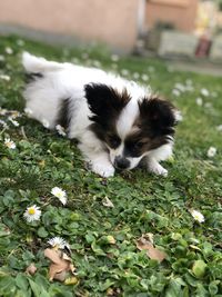 View of a dog relaxing on plants