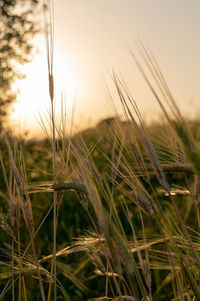 Close-up of stalks in field against sunset sky