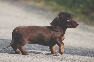 Dog looking away on road in city