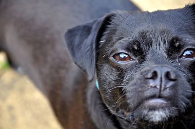 Close-up portrait of a dog