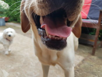 Close-up of dog on field