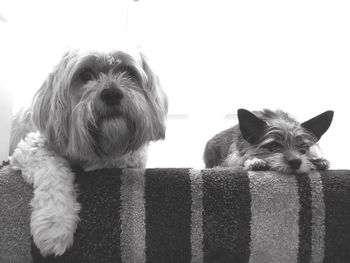 Close-up of dogs on sofa